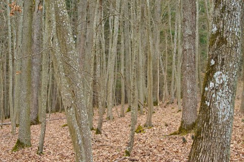 Winter forest with bare trees and dry leaves, Königheim, Main Tauber district, Baden-Württemberg,