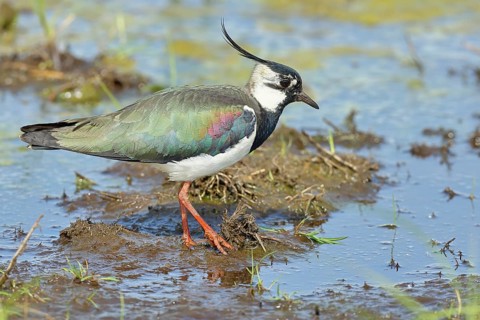 Lapwing (Vanellus vanellus), in splendid plumage, foraging in a marshy meadow, wildlife, Lembruch,