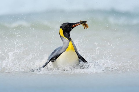 Penguin in the water. Funny bird image from wild nature. Wildlife scene from ocean. Wild Antarctica