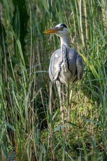 Grey Heron (Ardea cinerea) in reedbed, Mecklenburg-Western Pomerania, Germany