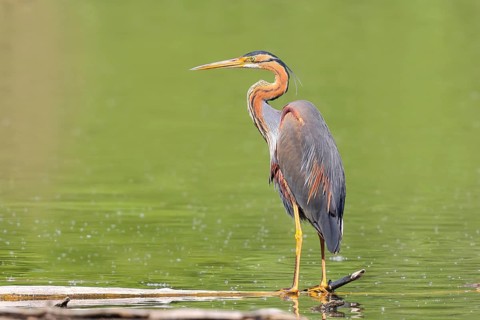 Purple heron (Ardea purpurea), standing on a branch in the water, wildlife, birds, heron, rare