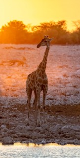 Angolan giraffe (Giraffa giraffa angolensis), backlit at sunset, atmospheric sunset, Okaukuejo