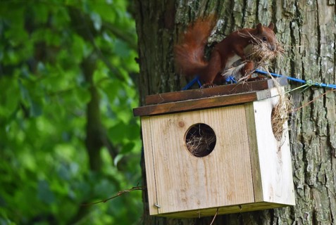 Squirrel (Sciurus Vulgaris) building a nest, Kobel, Schleswig-Holstein, Germany