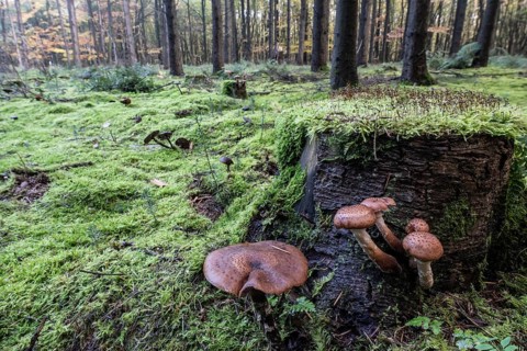 Armillaria polymyces (Armillaria ostoyae) in the forest, Emsland, Lower Saxony, Germany