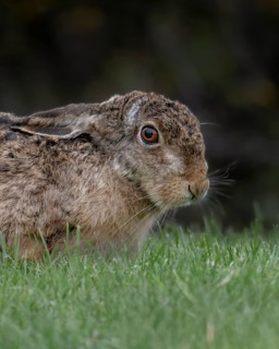 Hare (Leporidae) wild, close-up head and front body, ears laid back, looking attentively, standing