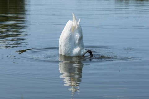 Mute swan (Cygnus olor) on the middle pond near Neudorf Klösterlich, Wittichenau, Dubringer Moor,