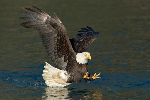 Bald Eagle (Haliaeetus leucocephalus) striking at fish, Alaska, USA