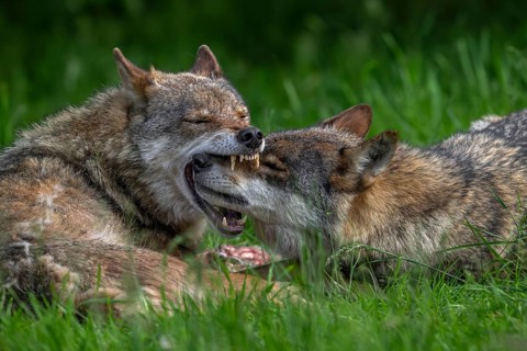 Eurasian wolves showing muzzle grab behaviour by dominant grey wolf grabbing subordinate pack