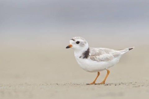 Piping Plover : Sandy Point : Plum Island, MA