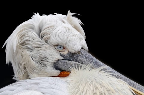 Dalmatian pelican (Pelecanus crispus), portrait, black background, captive, Schönbrunn Zoo, Vienna,