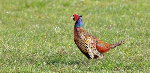 Pheasant, hunting pheasant (Phasianus colchicus), adult male bird in a meadow, wildlife, Lembruch,