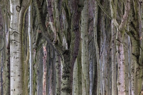 Tree trunks in the ghostly forest or Nienhäger Holz, near Nienhagen, Mecklenburg-Vorpommern,