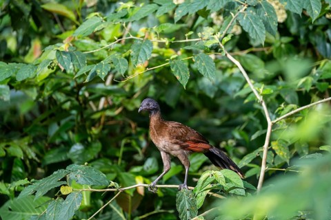 Grey-headed guan (ortalis cinereiceps), bird sitting on a branch, Heredia province, Costa Rica