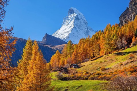 Matterhorn 4478m with golden yellow larches in autumn, Zermatt, Mattertal, Valais, Switzerland
