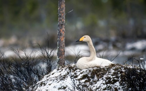 Whooper swan. Cygnus cygnus. Whooper swan on the nest in early summer during a snowfall. Kuusamo