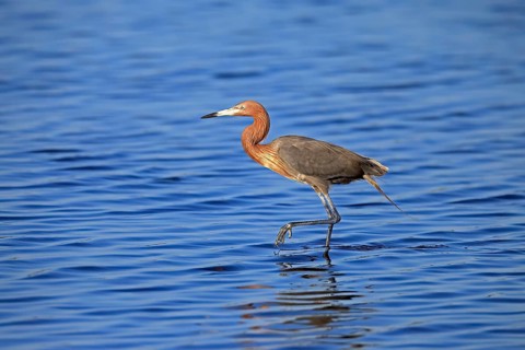 Reddish Egret (Egretta rufescens), adult, in water, foraging, hunting, alert, Merritt Island, Black