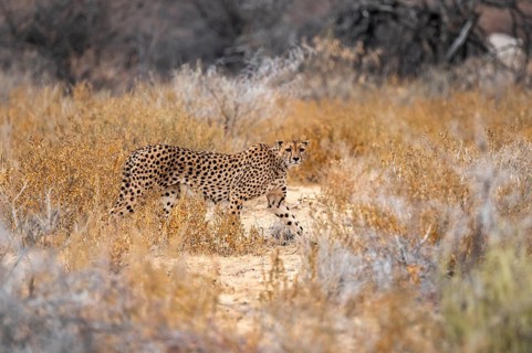 Cheetah (Acinonyx jubatus) runs in dry savanna, Etosha National Park, Namibia