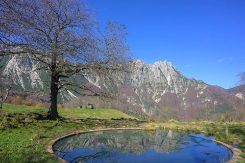 Mountains are reflected in a small pond along the path of large trees in the Piccolo Dolomiti,