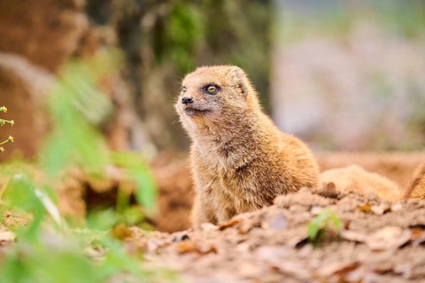 Ethiopian dwarf mongoose (Helogale hirtula) sitting on the ground, Bavaria, Germany