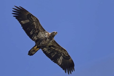 Bald Eagle (Haliaeetus leucocephalus) flying, Florida, USA