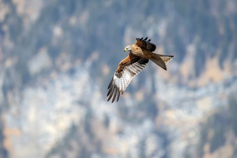 Red kite (Milvus milvus), in flight, Münster, Tyrol, Austria