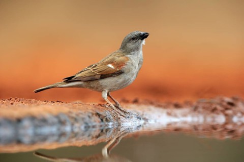 Northern grey-headed sparrow (Passer griseus), adult, at the water, Kruger National Park, Kruger