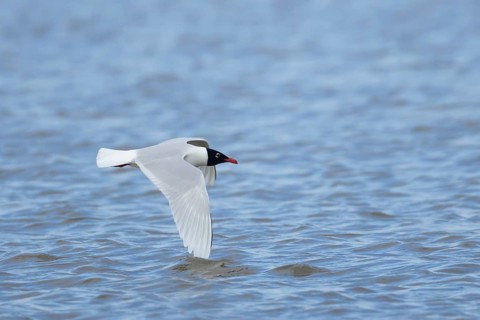 Mediterranean gull (Ichthyaetus melanocephalus) adult bird flying over water, England, United