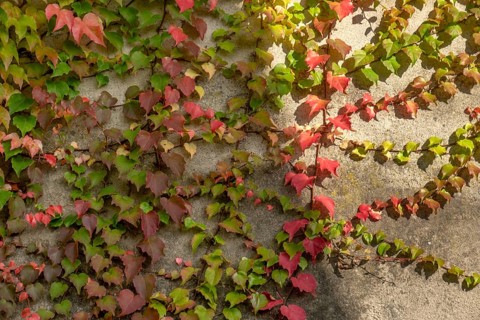 Discolouring leaves of Wild Vine (Vitis vinifera subsp. sylvestris) on a house wall, Münsterland,