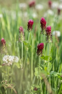 Incarnate clover (Trifolium incarnatum) and white clover (Trifolium repens), Emsland, Lower Saxony,