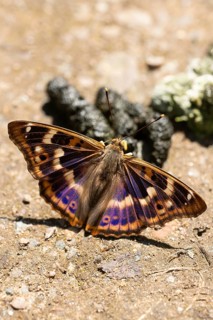 Lesser purple emperor (Apatura ilia), butterfly on excrement to absorb minerals
