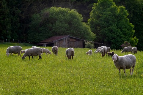 Sheep, flock of sheep, pasture, refuge, Römerstein, Swabian Alb biosphere reserve,