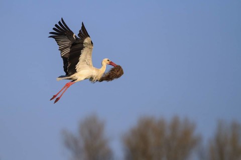 White Stork (Ciconia ciconia) flying, North Rhine-Westphalia, Germany