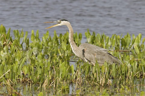 Great Blue Heron (Ardea herodias), Florida, USA