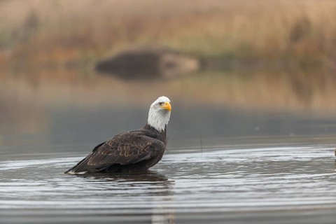 One Bald Eagle, Haliaeetus leucocephalus, standing in the shallow water ashore a small pond on a
