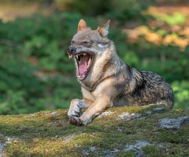 Wolf (Canis lupus) lying on a moss-covered rock and yawning, captive, Bavarian Forest National