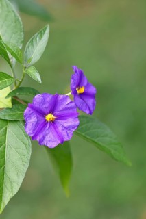 Blue potato tree (Lycianthes rantonnetii), gentian tree, blossom, close-up, Wilden, North