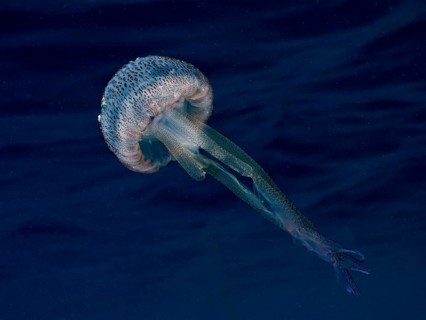 A luminous jellyfish (Pelagia noctiluca) swims calmly with its long tentacles in the deep blue