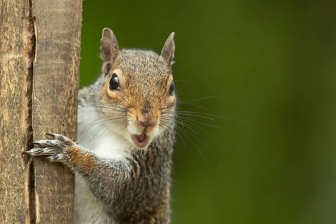 Grey squirrel (Sciurus carolinensis) adult animal on a wooden post, England, United Kingdom
