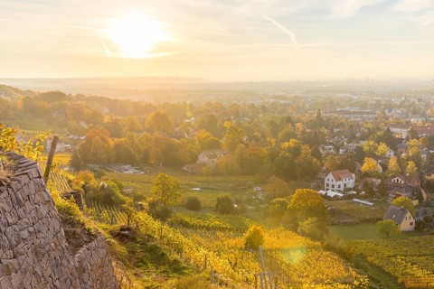 Morning light with a view from the autumn-coloured steep slopes of the Saxon vineyards to Radebeul,