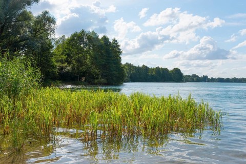 View over a lake with reeds in the foreground and wooded shore in the background, Lake Ilinsk,