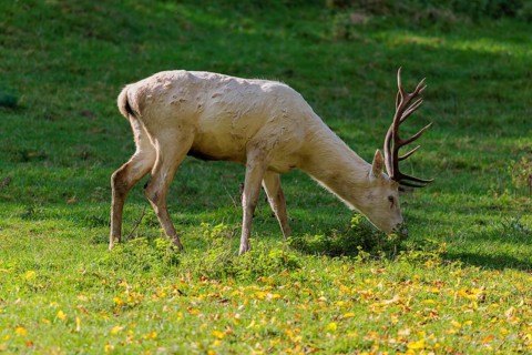 A white red deer stag (Cervus elaphus) grazes on a green meadow