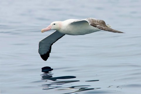 Wandering Albatross (Diomedea exulans) flying, Victoria, Australia