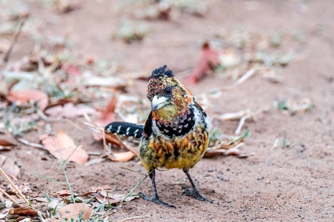 Crested Barbet (Trachyphonus vaillantii) or Black-backed Barbet, on the ground, Kruger National