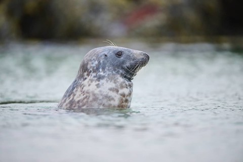 Grey seal (Halichoerus grypus) looking out of the water while swimming in the sea, Düne, Helgoland,
