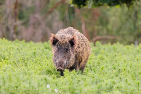A wild boar (Sus scrofa) stands in a field of wild chamomile (Matricaria chamomilla). Bavaria,