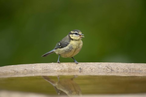Blue tit (Cyanistes Caeruleus) juvenile baby bird on a garden bird water bath, England, United