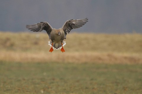 Taiga Bean Goose (Anser fabalis), North Rhine-Westphalia, Germany