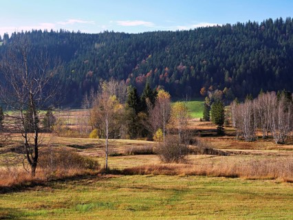 High moor in autumnal discolouration, Rothenthurm, Canton Schwyz, Switzerland