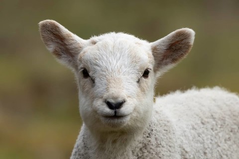 Domestic sheep (Ovis aries) juvenile baby lamb farm animal head portrait in spring, England, United