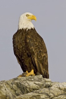 Bald Eagle (Haliaeetus leucocephalus), British Columbia, Canada